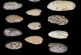 Lot: Fossil Seed Cones (Or Aggregate Fruits) - Pieces #148844-2